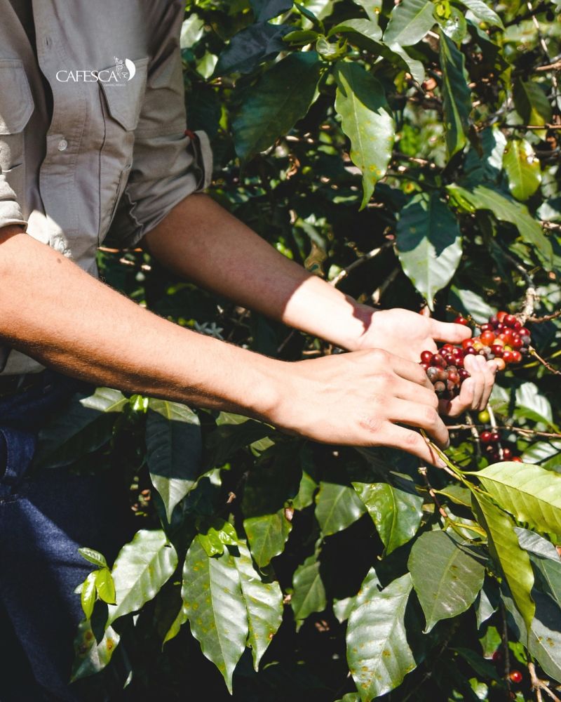 Logo Café Chiapaneco